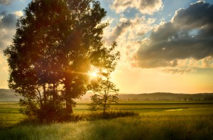 Trees and Fields at Sunset