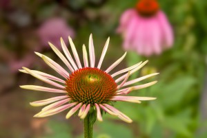 Echinacea